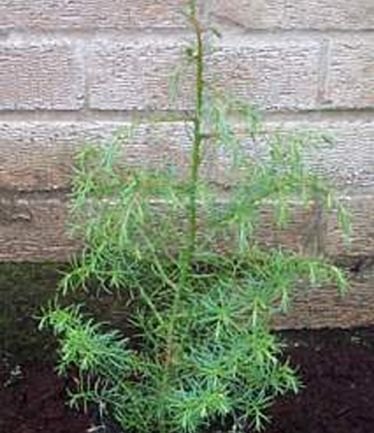 CONIFERCRYPTOMERIAJAPELEGANSLARGE