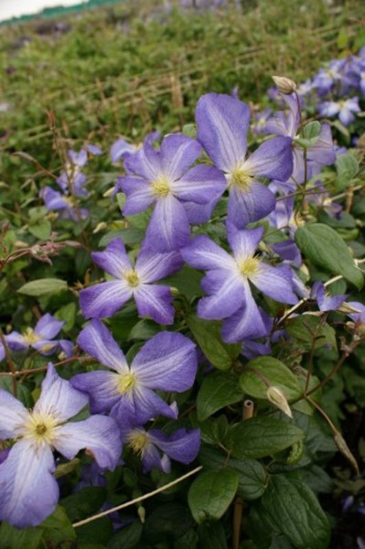 CLIMB Clematis jack. Jenny 265980