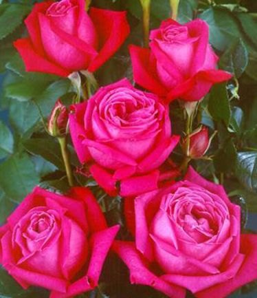 ROSEBIRTHDAYBOYLARGE