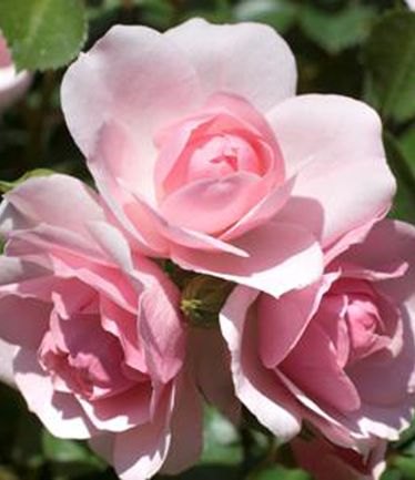 ROSEBONICALARGE