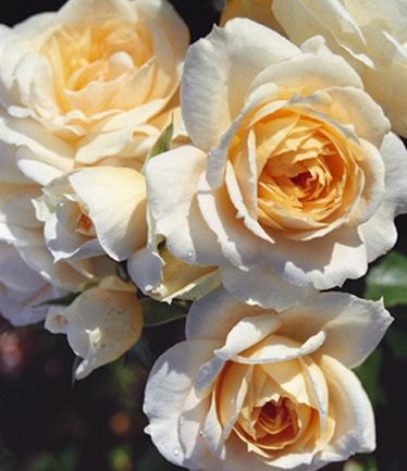 ROSECHAMPAGNEMOMENTLARGE