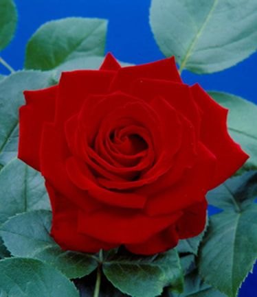 ROSECRIMSONCASCADELARGE