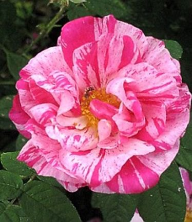 ROSEGALLICAVERSICOLORLARGE