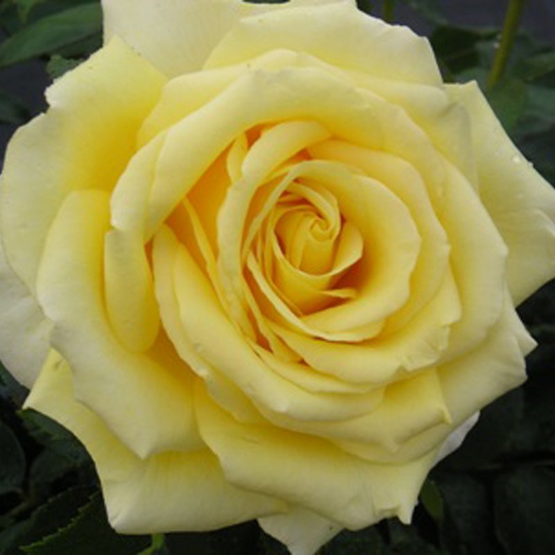 ROSEgoldenmoment