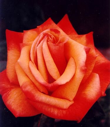 ROSEREMEMBERMELARGE