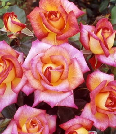 ROSESHEILASPERFUMELARGE