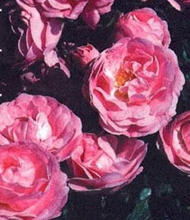 ROSESUPERFAIRYLARGE