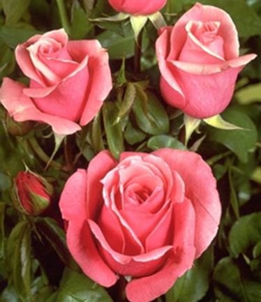 ROSETHEQUEENELIZEBETHLARGE