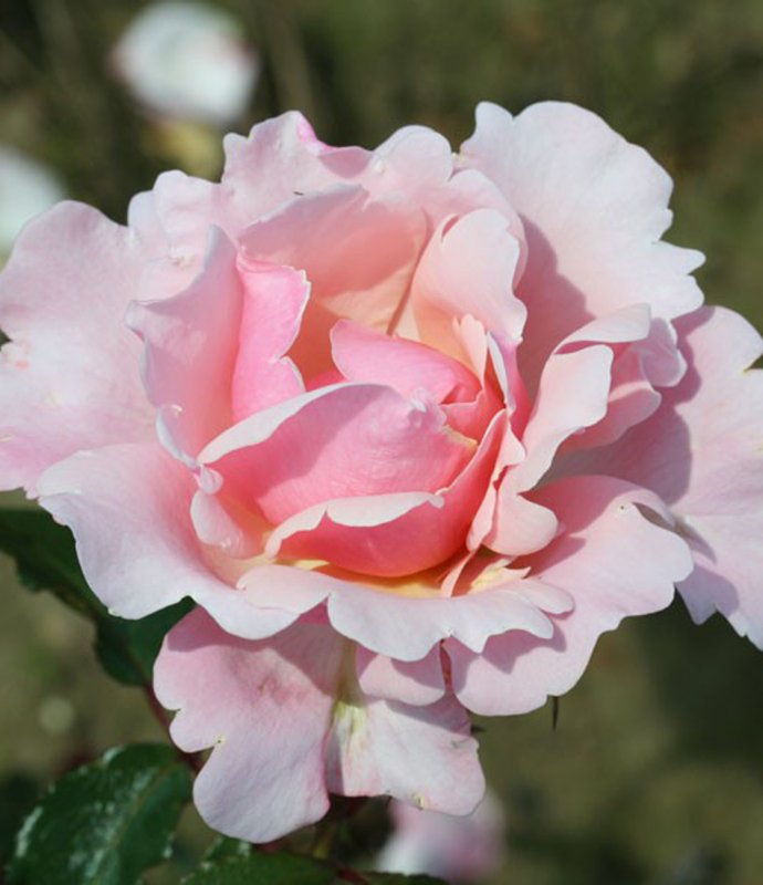 ROSEValentineHeartLARGE