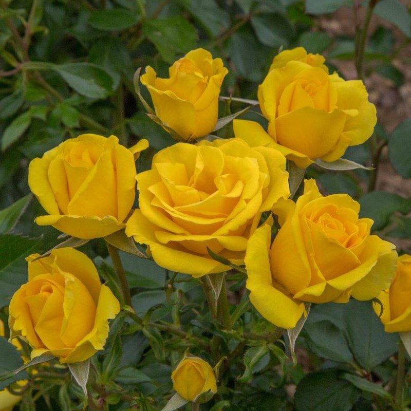 Grandma's Rose  Meianycid