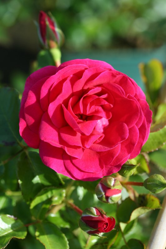 Rosa Truly Loved (Avila)