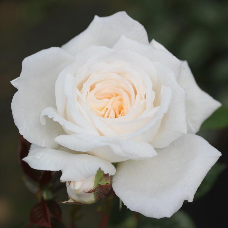 ROSE White Patio