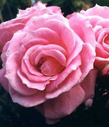 ROSECAREFREEDAYSLARGE