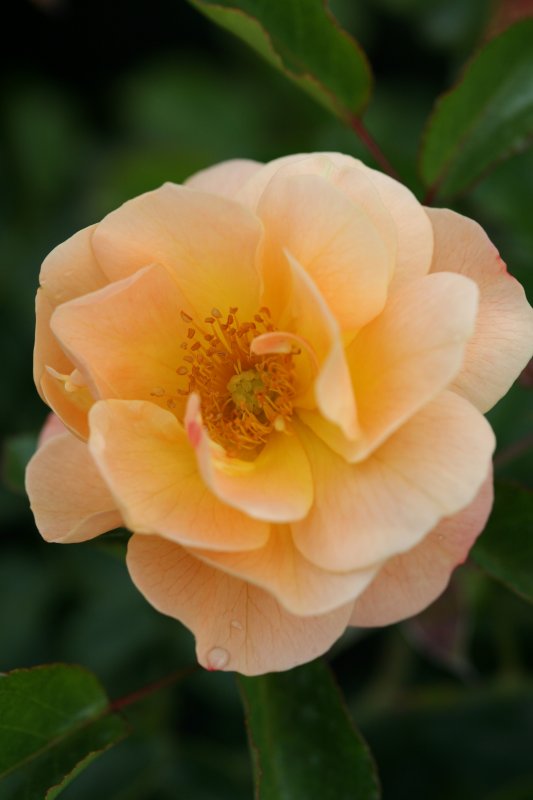 Rosa Flower Carpet Amber