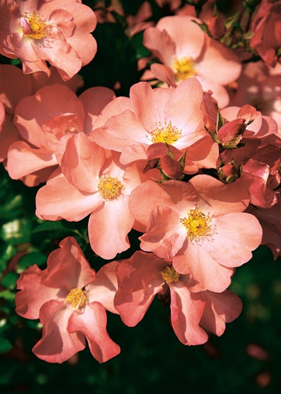 Rosa Flower Carpet Coral