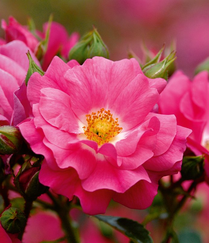 Rosa Flower Carpet pink