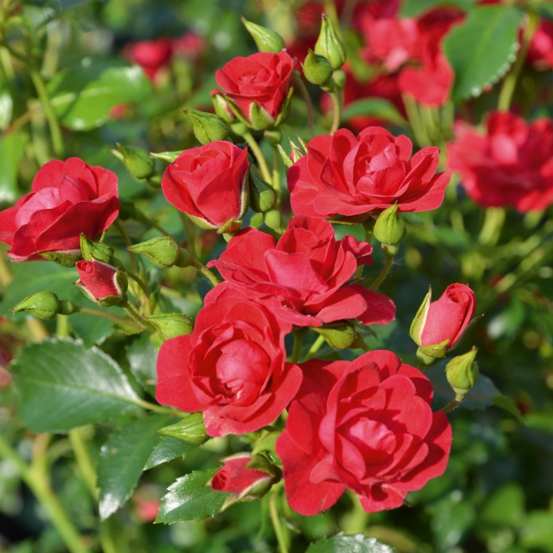 ROSE Flower Carpet Cherry (Noa20054)