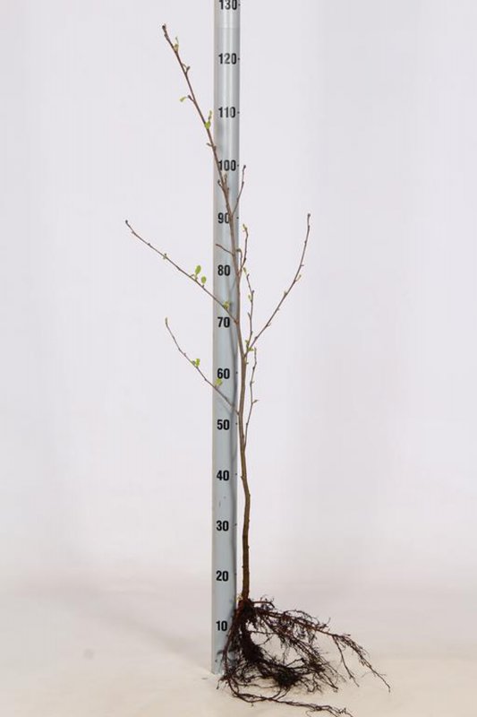ALNUS GLUTINOSA B-R 60-80 1+1