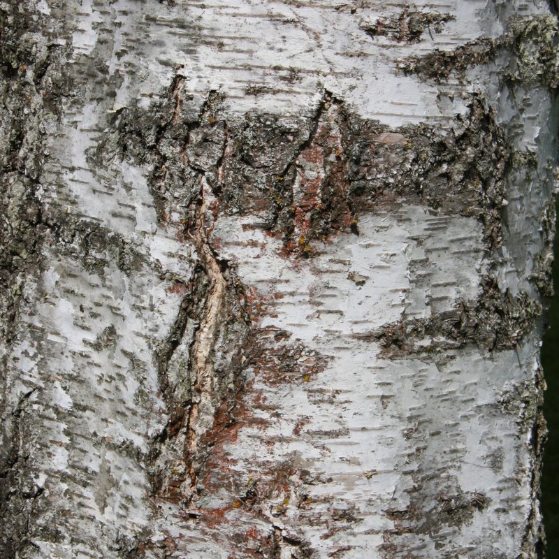 betula-alba-pendula-3