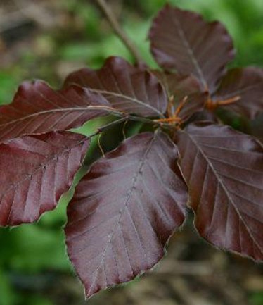 HEDGEFAGUSSYLVATROPURPUREA