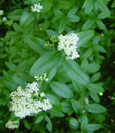 HEDGELIGUSTRUMOVALIFOLIUMLARGE