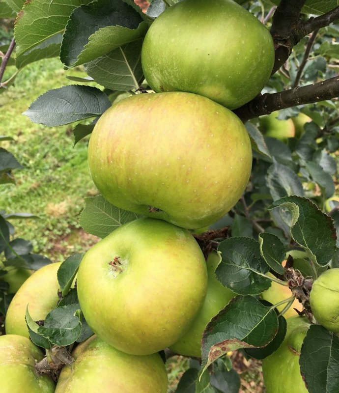 FRUITAppleBramley20LARGE