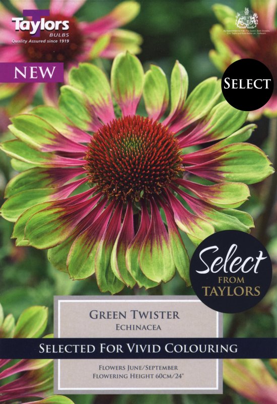 SSE168 Echinacea Green Twister.jpeg