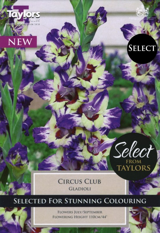 SSE149 Gladioli Circus Club.jpeg