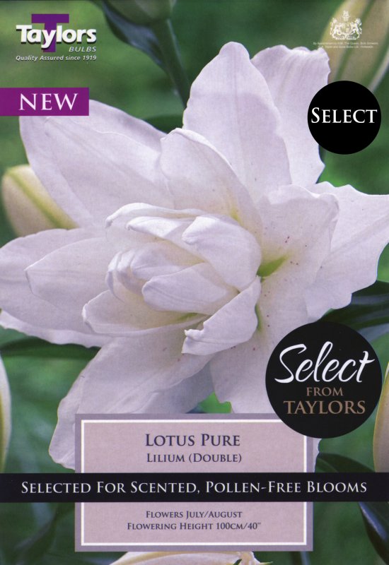 SSE167 Lily Lotus Pure.jpeg