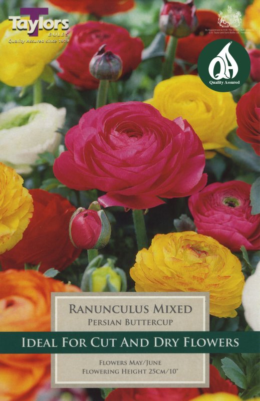 TS787 Ranunculus Mixed.jpeg
