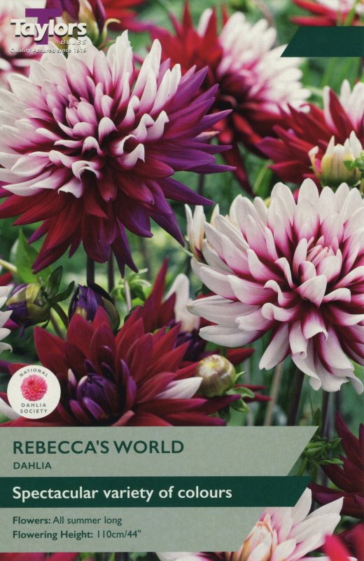 TS477 Rebeccas World