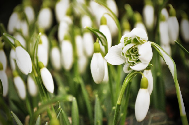 SPP55 Double Snowdrops in green