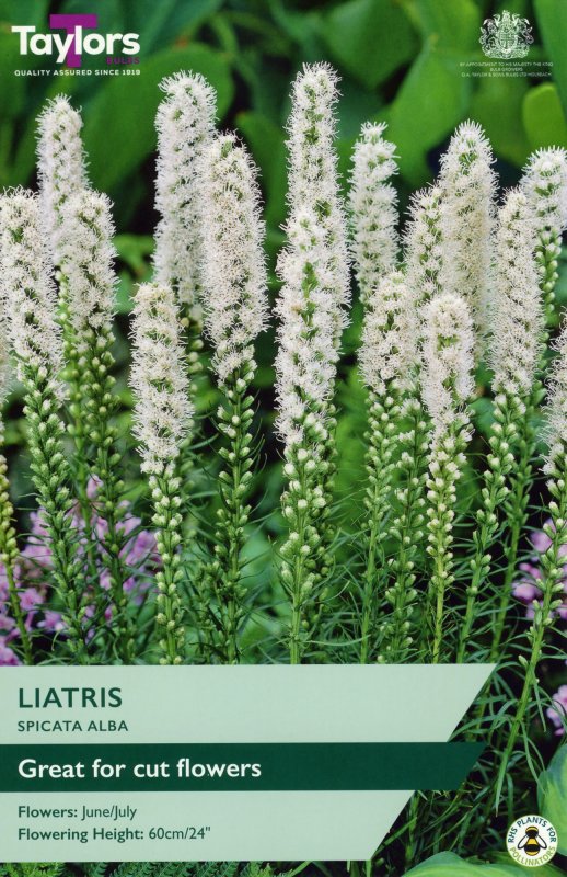 TS755-Liatris-Spicata-alba