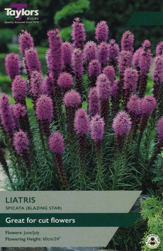 TS757 Liatris Spicata