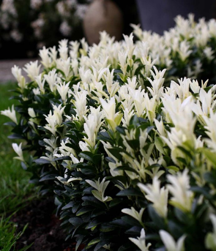 EuonymusPalomaBlanca