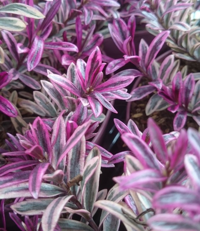 SHRUBHEBEHEARTBREAKERLARGE1