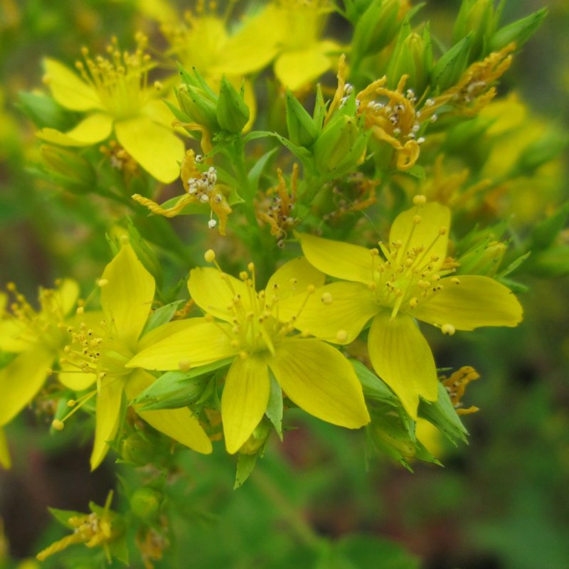 MARGINALHypericum teptrapterum