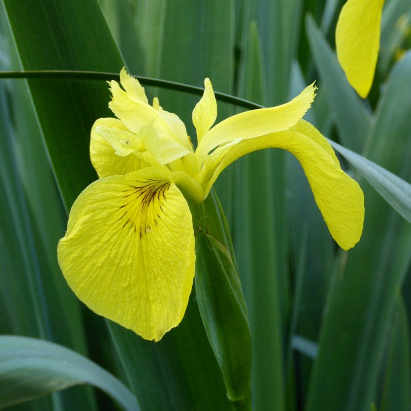 Iris pseudacorus