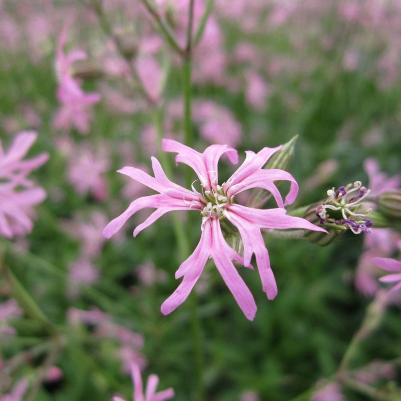 Lychnis flos - cuculi Flower