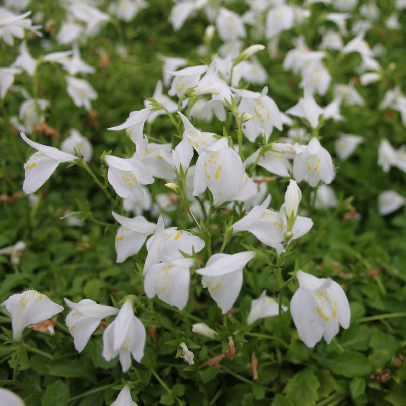 Mazus reptans _Alba