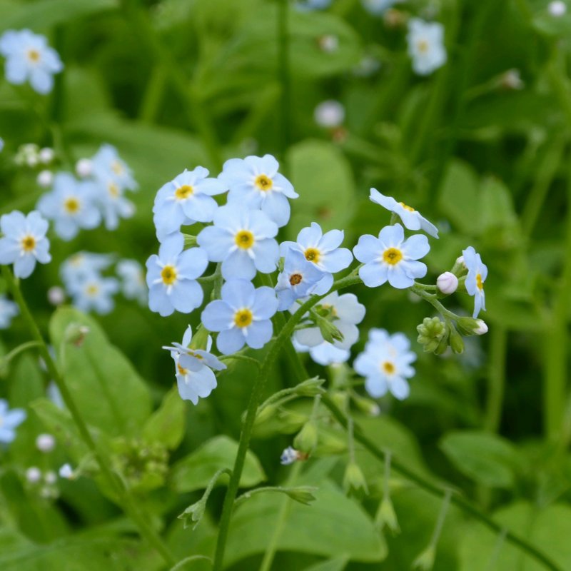 Myosotis scorpioides