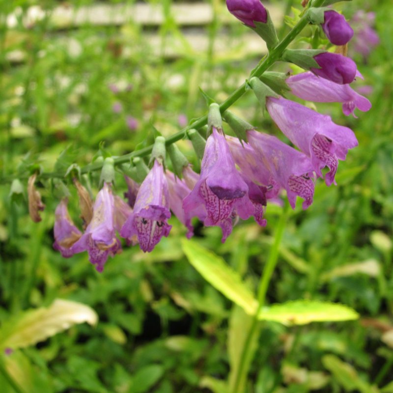 MARGINALPhysostegia virginiana