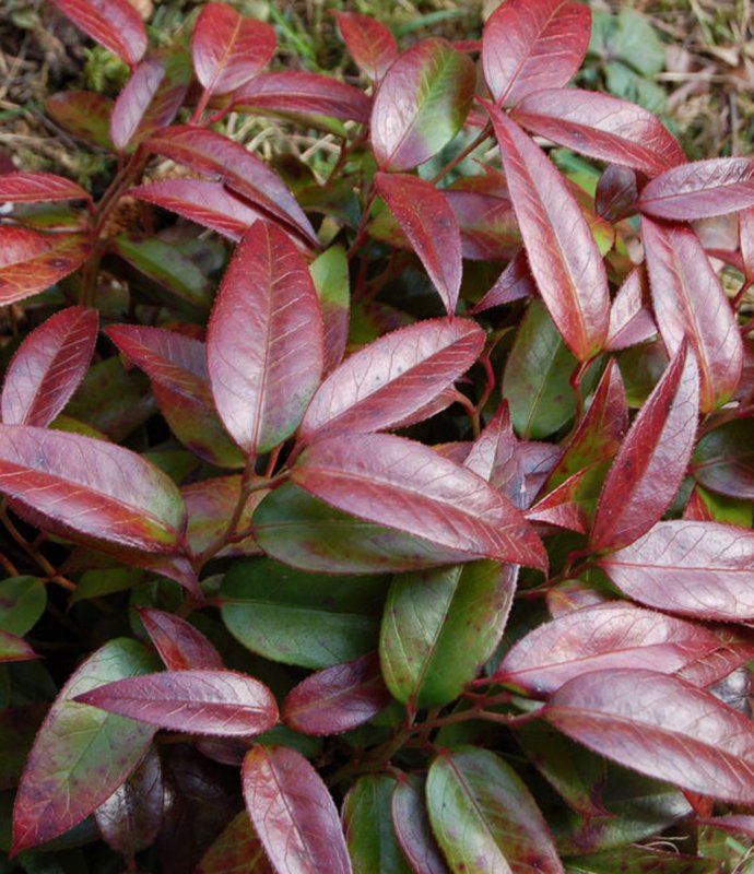 LeucothoeCarinellaLARGE