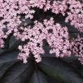 SHRUBSAMBUCUSBLACKBEAUTYSMALL