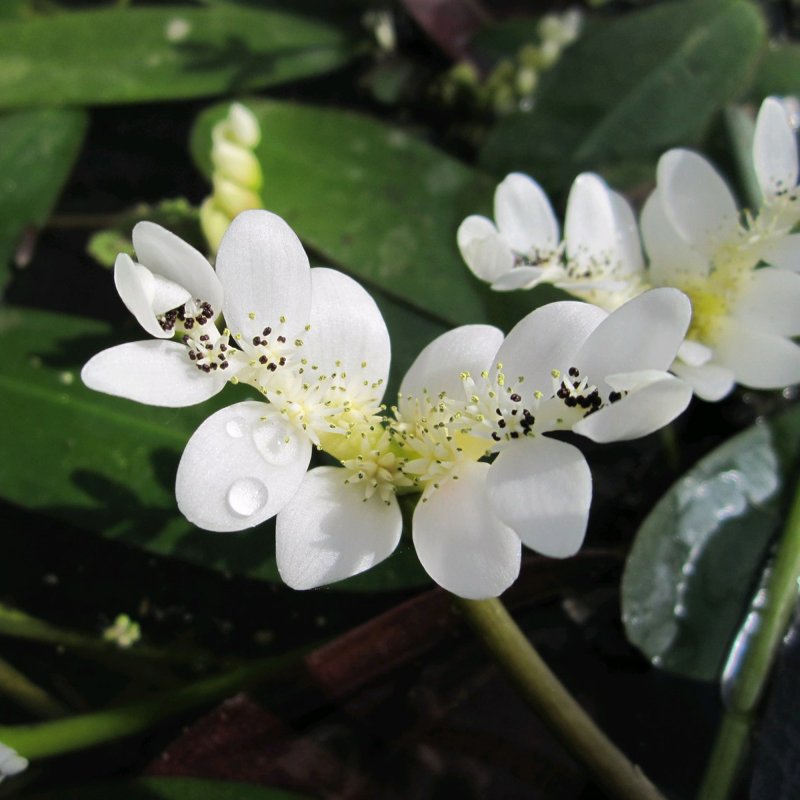 OXYAponogeton distachyos