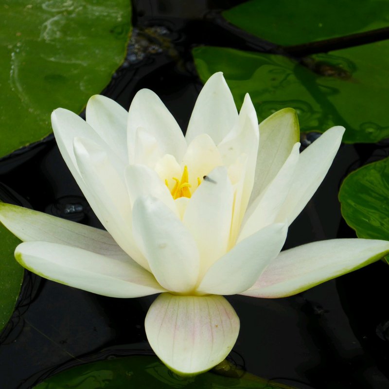 Nymphaea Albatross