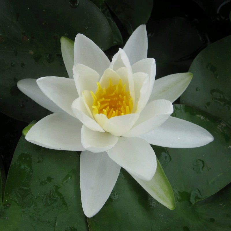 LILYNymphaea Gladstoniana