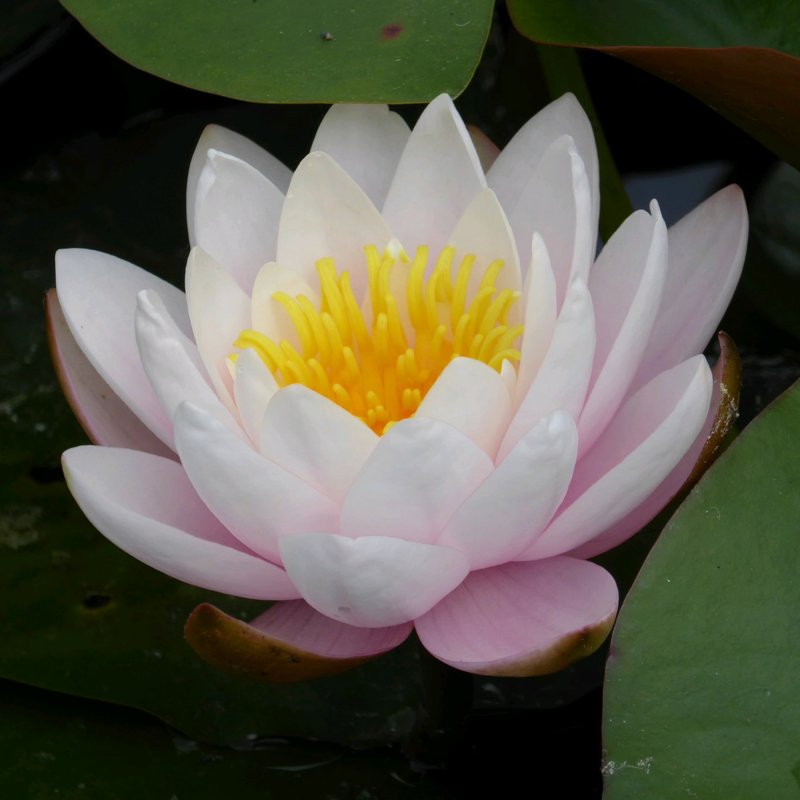 Nymphaea Marliacea Rosea