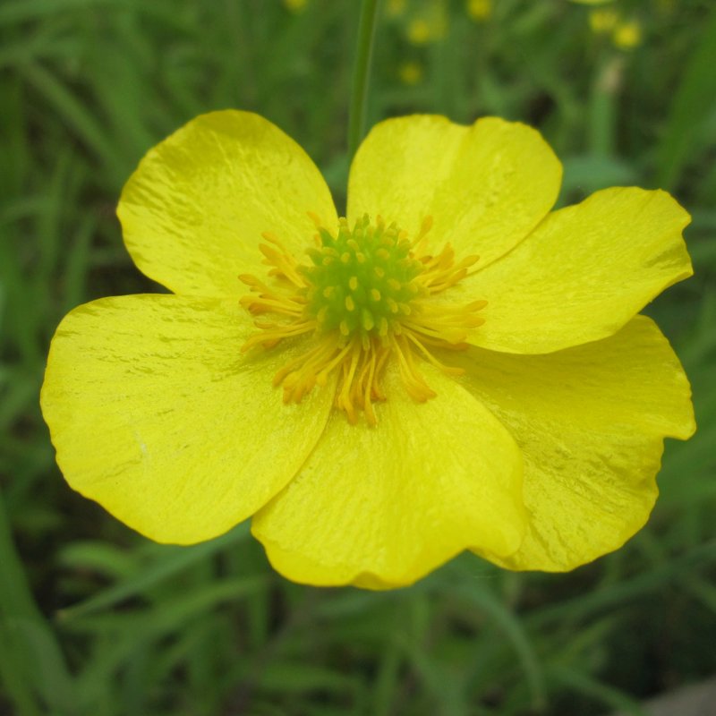 Ranunculus flammula