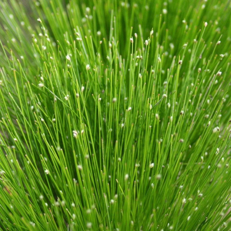 MARGINALScirpus cernuus (close up)